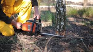 Best Tree Fertilization  in Wilson, OK